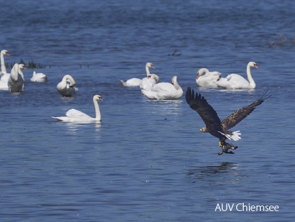 Seeadler mit Beute beim Abflug