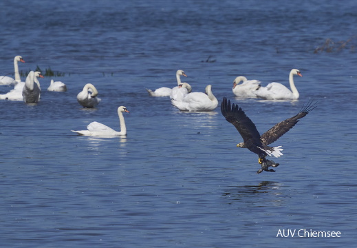 Seeadler mit Beute beim Abflug
