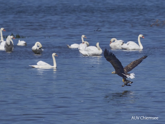 Seeadler mit Beute beim Abflug