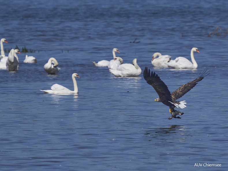 Seeadler mit Beute beim Abflug