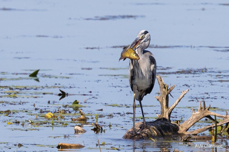 Graureiher erbeutet kapitale Schleie
Mit einem Klick! zur Fotogeschichte mit weiteren Bildern
Beobachtungsturm Hirschauer Bucht / 19.08.2024 / Foto: Andreas Hartl
AktNatBeo-240819-ah-12-Graureiher erbeutet kapitale Schleie Hb.jpg