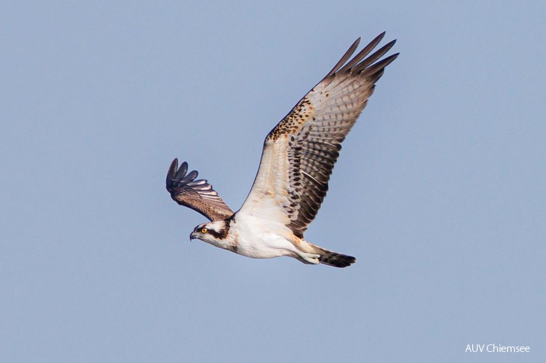 Fischadler
Mit einem Klick! zur Fotogeschichte mit weiteren Bildern
Beobachtungsturm Hirschauer Bucht / 19.08.2024 / Foto: Andreas Hartl
AktNatBeo-240819-ah-09-Fischadler HB.jpg