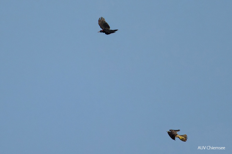 Wanderfalke jagt Schwarzspecht
Mit einem Klick! zur Fotogeschichte mit weiteren Bildern
Naturbeobachtungsturm Hirschauer Bucht / 30. August 2024 / Foto: Thomas Alberer
AktNatBeo-240830-ta-03-HB-Wanderfalke_und_Schwarzspecht-TA-30-08-24.jpg