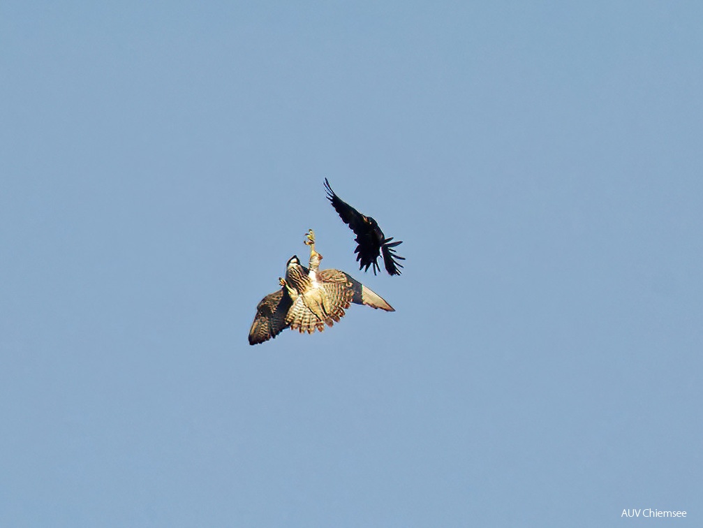 Wanderfalke jagt Schwarzspecht