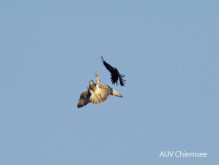Wanderfalke jagt Schwarzspecht