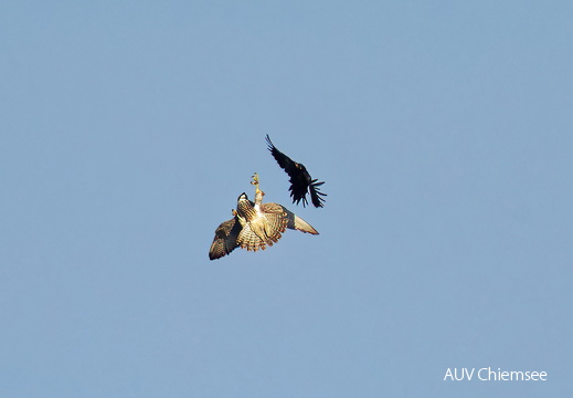 Wanderfalke jagt Schwarzspecht