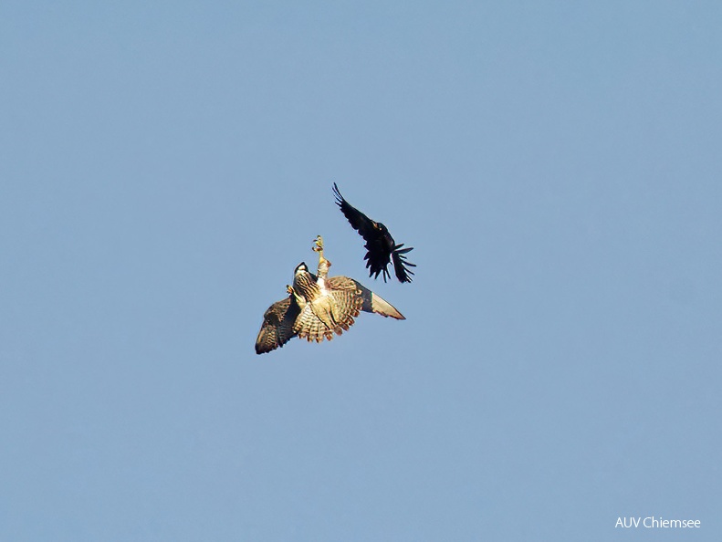 Wanderfalke jagt Schwarzspecht