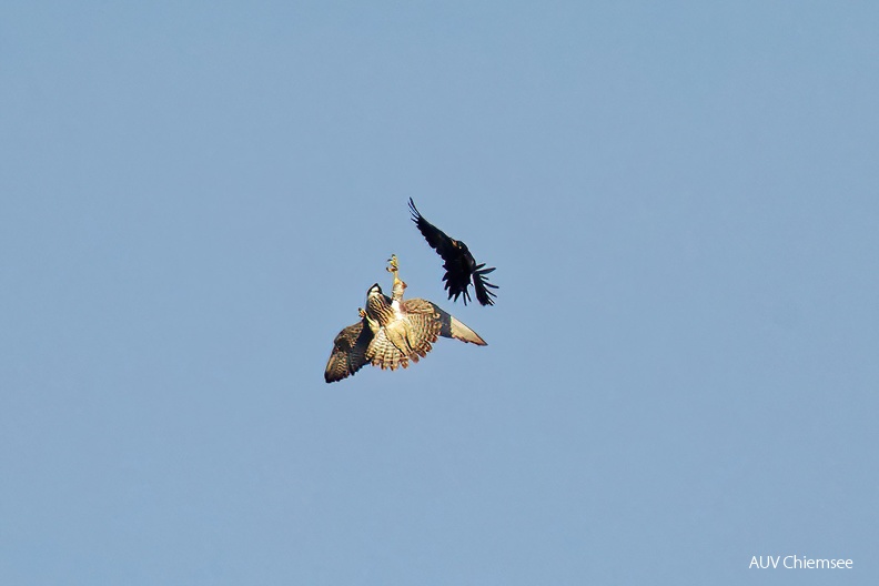 Wanderfalke jagt Schwarzspecht
Mit einem Klick! zur Fotogeschichte mit weiteren Bildern
Naturbeobachtungsturm Hirschauer Bucht / 30. August 2024 / Foto: Thomas Alberer
AktNatBeo-240830-ta-06-HB-Wanderfalke_und_Schwarzspecht-TA-30-08-24.jpg