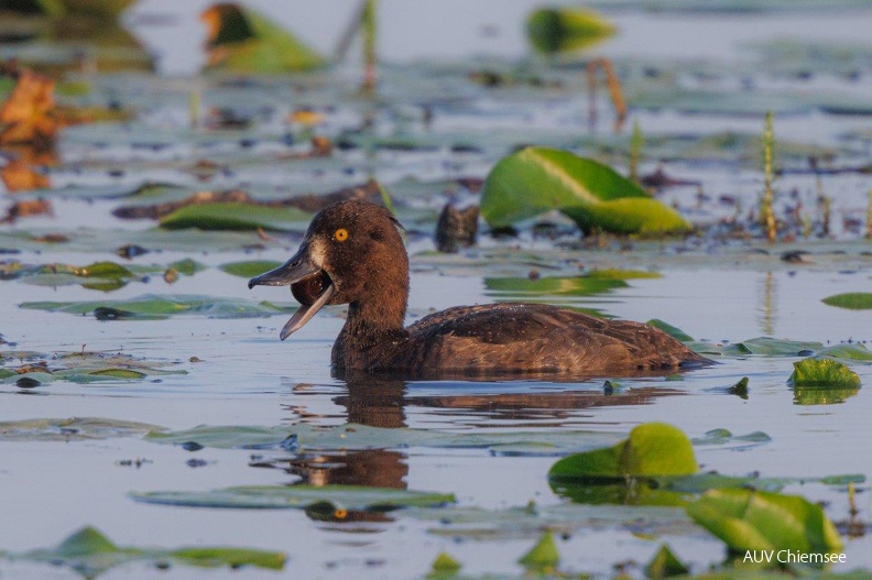 Reiherente frißt Sumpfdeckelschnecke
Mit einem Klick! zur Fotogeschichte mit weiteren Bildern
Naturbeobachtungsturm Hirschauer Bucht / 3. September 2024 / Foto: Andreas Hartl
AktNatBeo-240903-ah-08-Reiherente frißt Sumpfdeckelschnecke HB.jpg