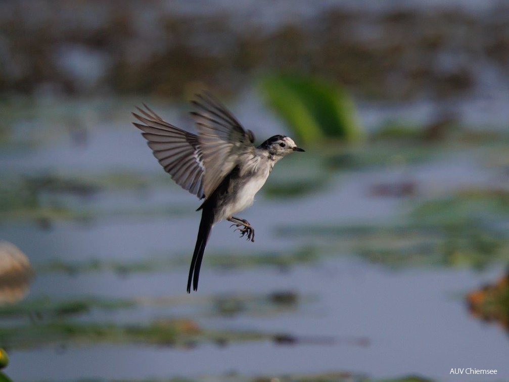 Bachstelze jagt im Rüttelflug