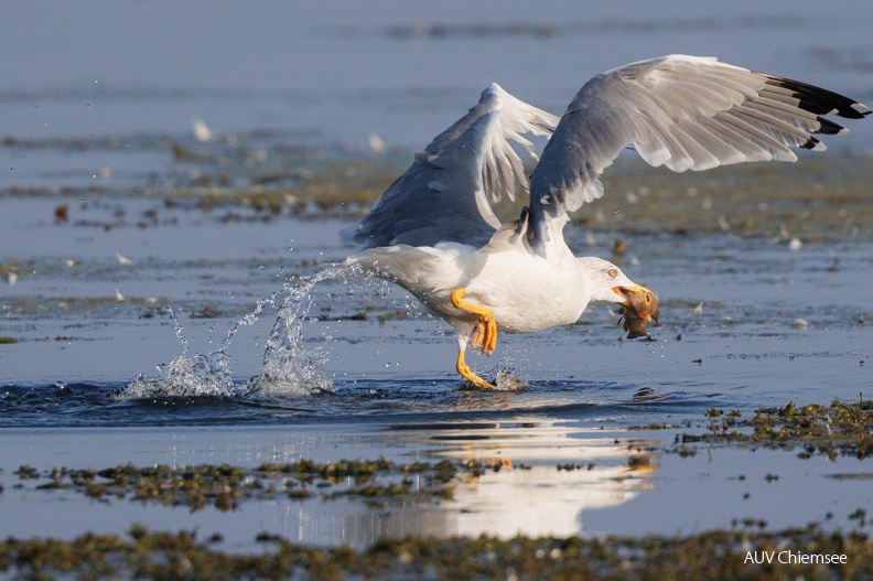 Mittelmeermöwe erbeutet Schleie
Mit einem Klick! zur Fotogeschichte mit weiteren Bildern
Naturbeobachtungsturm Hirschauer Bucht / 3. September 2024 / Foto: Andreas Hartl
AktNatBeo-240903-ah-05-Mittelmeermöwe erbeutet Schleie Hb.jpg