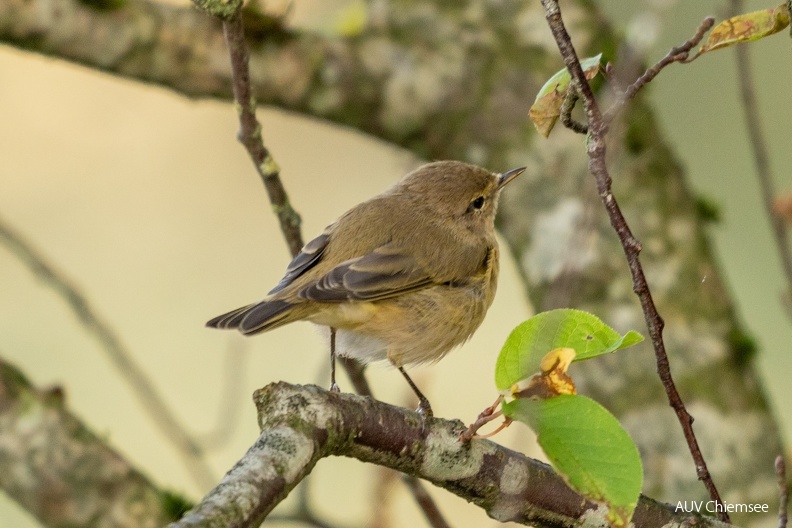 ZilpZalp
Mit einem Klick! zur Fotogeschichte mit weiteren Bildern
Naturbeobachtungsturm Seebruck im Kurpark / 22.09.2024 / Foto: Alwin Schneider
AktNatBeo-24_09_22-sa-ZilpZalp-DSC_2583-1500pix.jpg