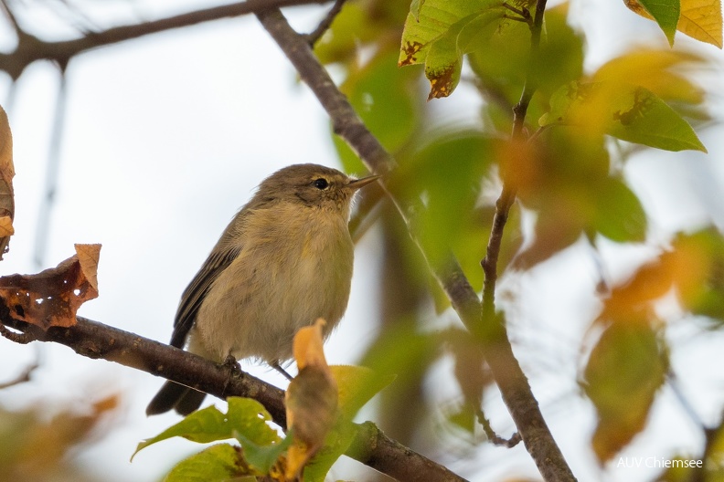 ZilpZalp
Mit einem Klick! zur Fotogeschichte mit weiteren Bildern
Naturbeobachtungsturm Seebruck im Kurpark / 22.09.2024 / Foto: Alwin Schneider
AktNatBeo-24_09_22-sa-ZilpZalp-DSC_2610-1500pix.jpg