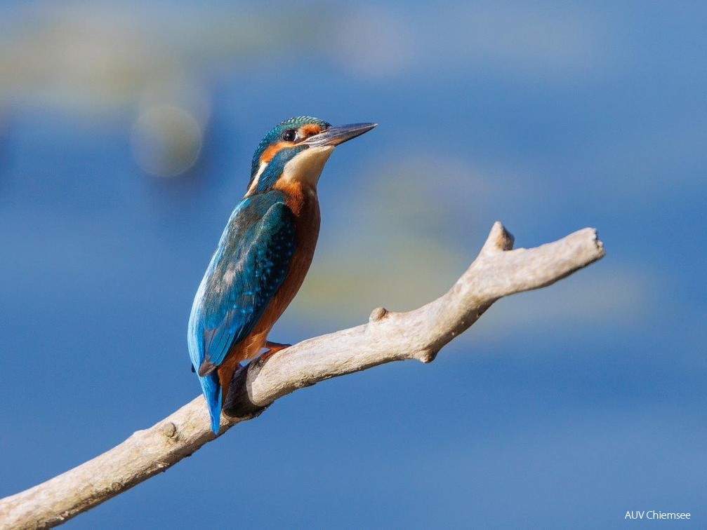 Eisvogel