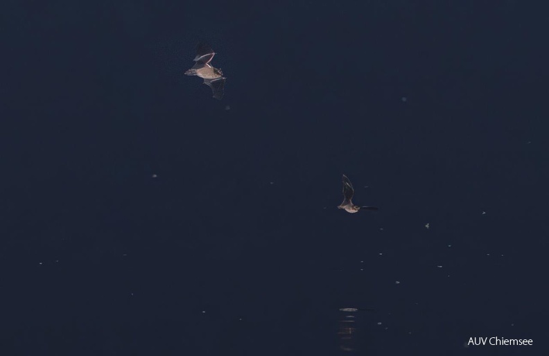 über dem See jagende Fledermäuse
Mit einem Klick! zur Fotogeschichte mit weiteren Bildern
Naturbeobachtungsturm Hirschauer Bucht / 24.10.2024 / Foto: Andreas Hartl
AktNatBeo-241024-ah-8-ueber dem See jagende Fledermaeuse HB (4).jpg