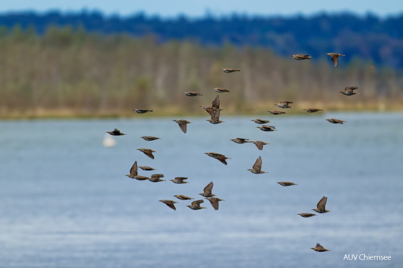 Stare
Mit einem Klick! zur Fotogeschichte mit weiteren Bildern
Naturbeobachtungsturm Hirschauer Bucht / 13. Oktober 2024 / Foto: Thomas Alberer
AktNatBeo-241013-ta-20-HB-Stare-13-10-24.jpg