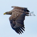 Monatsstartbild Oktober 2024  Seeadler