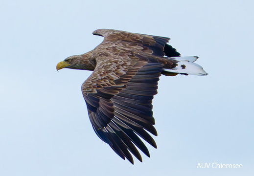 Monatsstartbild Oktober 2024  Seeadler