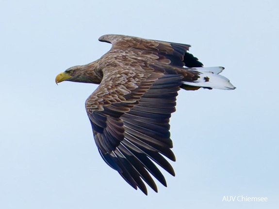 Monatsstartbild Oktober 2024  Seeadler