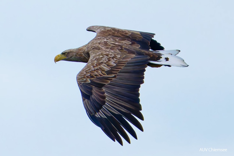 Monatsstartbild Oktober 2024
Seeadler
Mit einem Klick! zur Fotogeschichte mit weiteren Bildern
Naturbeobachtungsturm Hirschauer Bucht / 13. Oktober 2024 / Foto: Thomas Alberer
AktNatBeo-241013-ta-07-HB-Seeadler-13-10-24-Ausschnitt-1140pix.jpg