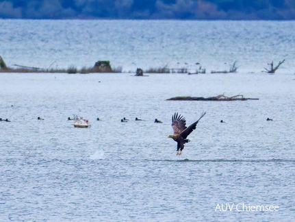 Seeadler