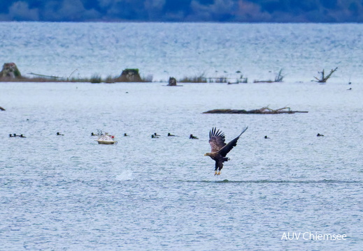 Seeadler