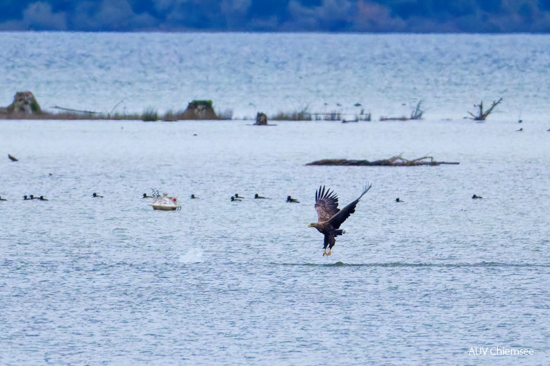 AktNatBeo-241013-ta-03-HB-Seeadler-13-10-24.jpg