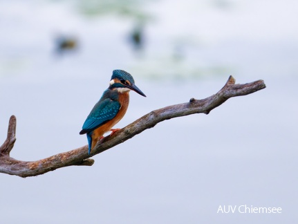 Eisvogel