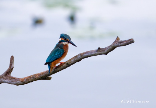 Eisvogel
