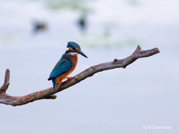 Eisvogel