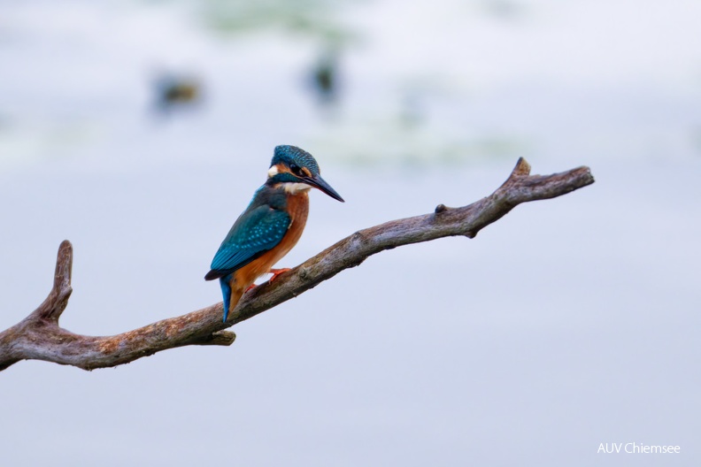 Eisvogel
Mit einem Klick! zur Fotogeschichte mit weiteren Bildern
Naturbeobachtungsturm Hirschauer Bucht / 13. Oktober 2024 / Foto: Thomas Alberer
AktNatBeo-241013-ta-01-HB-Eisvogel-13-10-24.jpg