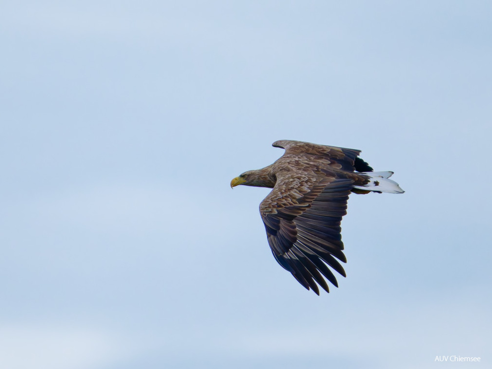 Seeadler