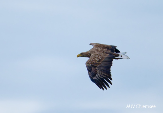 Seeadler