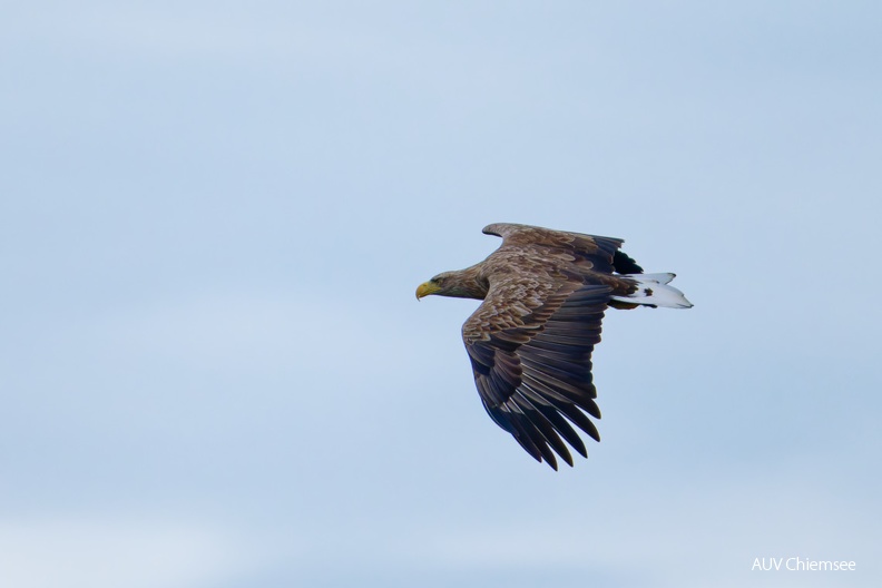 Seeadler
Mit einem Klick! zur Fotogeschichte mit weiteren Bildern
Naturbeobachtungsturm Hirschauer Bucht / 13. Oktober 2024 / Foto: Thomas Alberer
AktNatBeo-241013-ta-07-HB-Seeadler-13-10-24.jpg