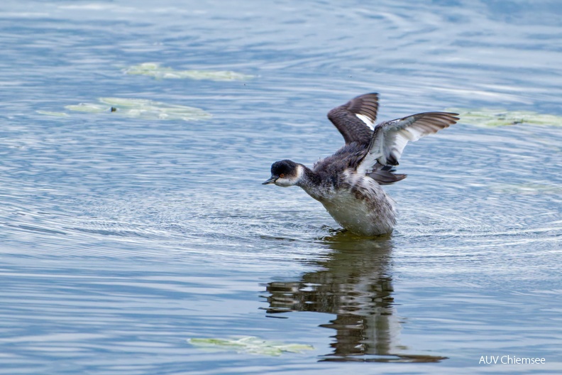 Schwarzhalstaucher
Mit einem Klick! zur Fotogeschichte mit weiteren Bildern
Naturbeobachtungsturm Hirschauer Bucht / 13. Oktober 2024 / Foto: Thomas Alberer
AktNatBeo-241013-ta-11-HB-Schwarzhalstaucher-13-10-24.jpg