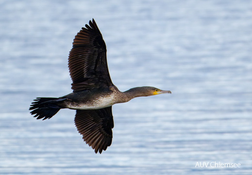 Kormoran