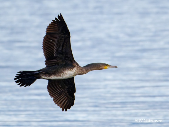 Kormoran