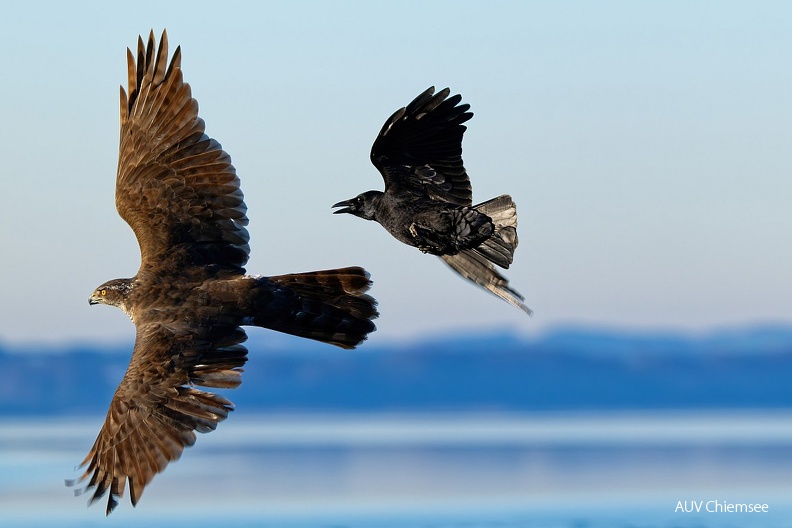 Habicht und Krähe
Mit einem Klick! zur Fotogeschichte mit weiteren Bildern
Naturbeobachtungsturm Hirschauer Bucht / 1. November 2024 / Foto: Thomas Alberer
AktNatBeo-241101-ta-27-HB-Habicht-Kraehe-01-11-24.jpg