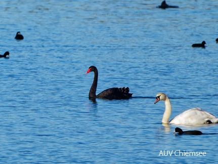 Trauerschwan & Höckerschwan