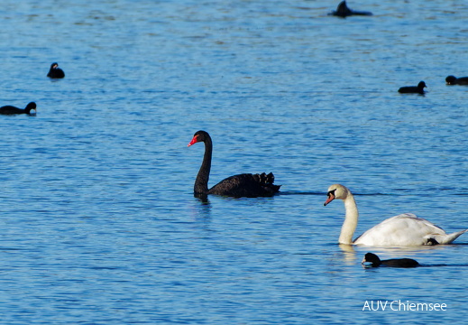 Trauerschwan & Höckerschwan