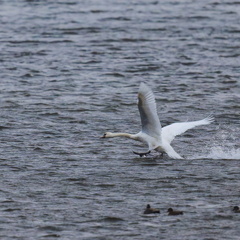 Höckerschwan