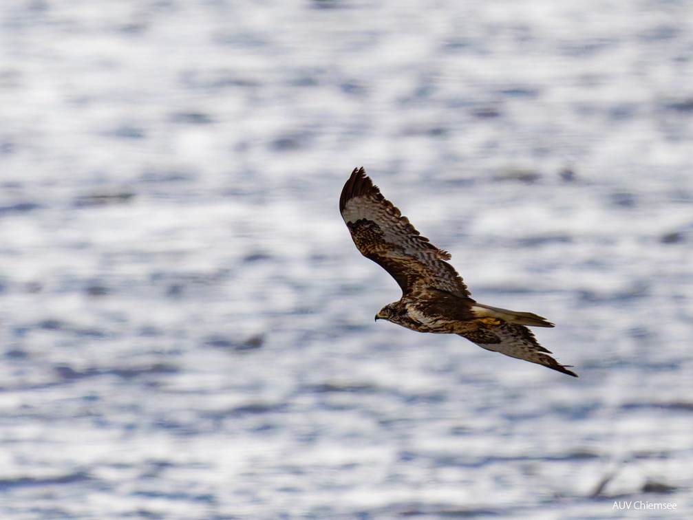Mäusebussard