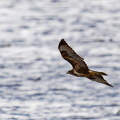 Mäusebussard