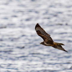 Mäusebussard