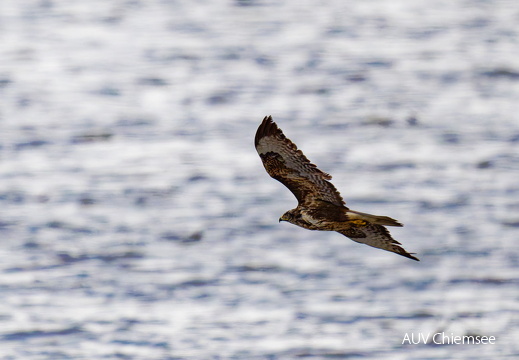 Mäusebussard