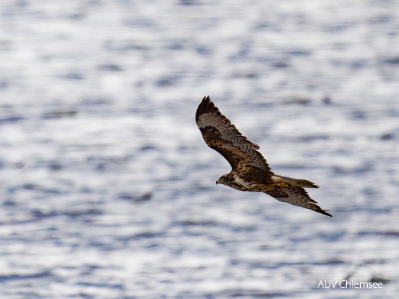 Mäusebussard