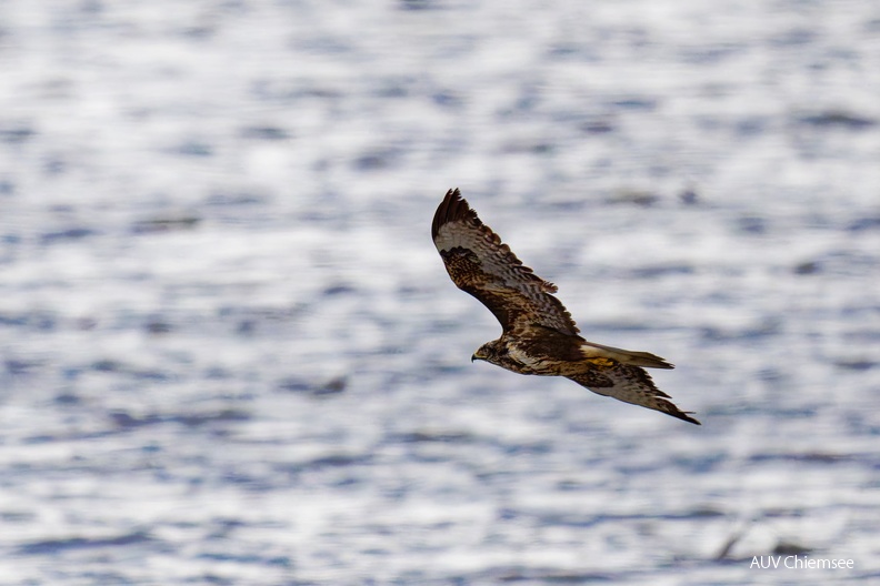 AktNatBeo-241206-ta-08-HB-Maeusebussard.jpg