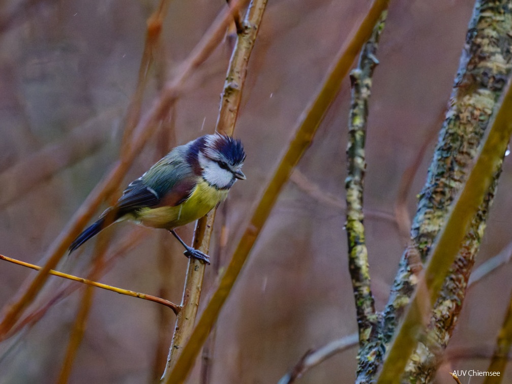 Blaumeise