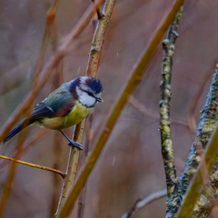 Blaumeise