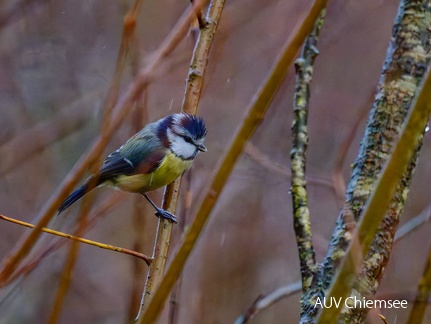 Blaumeise